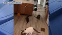 Dozens of cats seek homes after Port Orange rescuer dies from terminal cancer