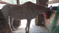 Stabbed senior horse makes remarkable recovery at Malabar rescue: 'He’s just a lover'