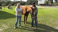Rescued horse recovering after alleged neglect in Flagler County