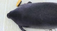 Manatee in Indian River Lagoon rescued after being caught in crab trap