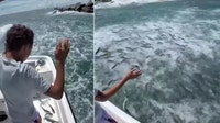 Why millions of leaping fish are jumping into Florida boats