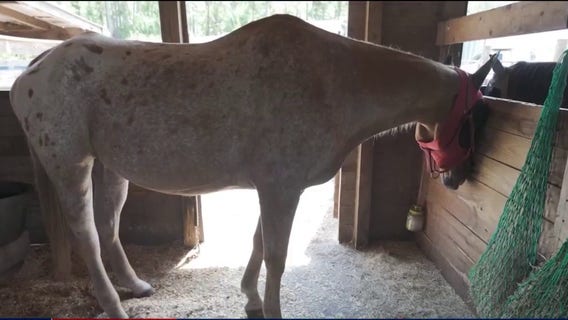 Stabbed senior horse makes remarkable recovery at Malabar rescue: 'He’s just a lover'