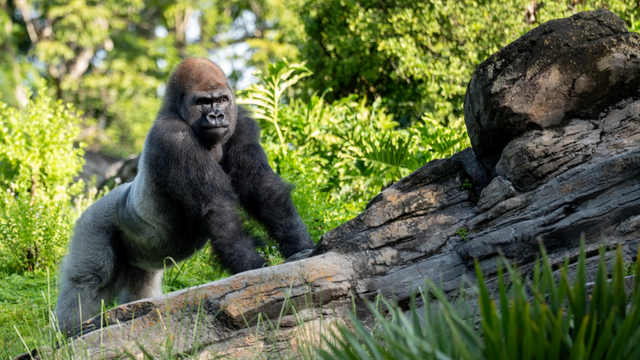 Meet Bakari, Disney's new silverback gorilla at Animal Kingdom