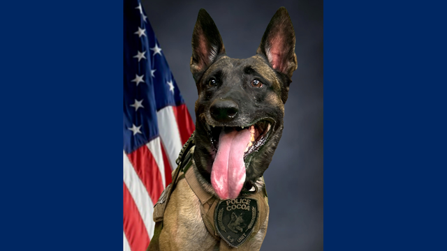 Cocoa Police K9 Draco dies after sudden collapse during training, officials