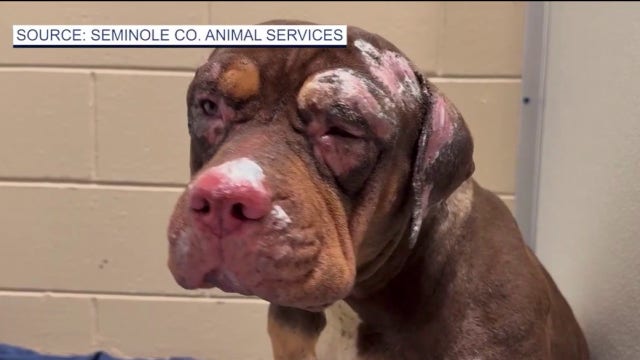 Man accused of setting house fire that killed dogs, injured others ordered held without bond