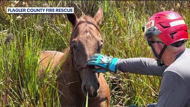 Horses rescued after becoming trapped neck-deep in mud during Flagler County training