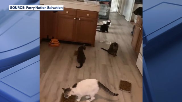 Dozens of cats seek homes after Port Orange rescuer dies from terminal cancer