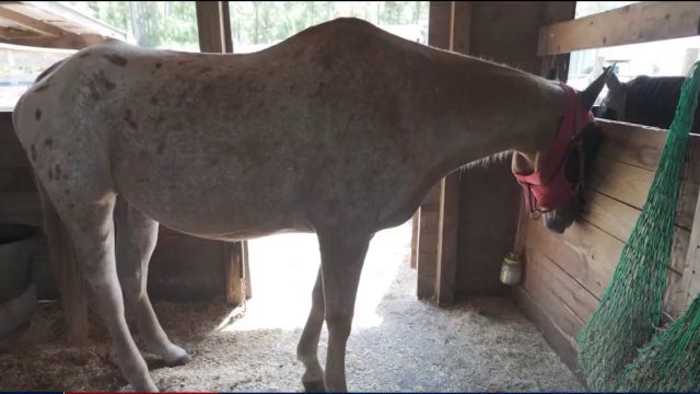 Stabbed senior horse makes remarkable recovery at Malabar rescue: 'He’s just a lover'