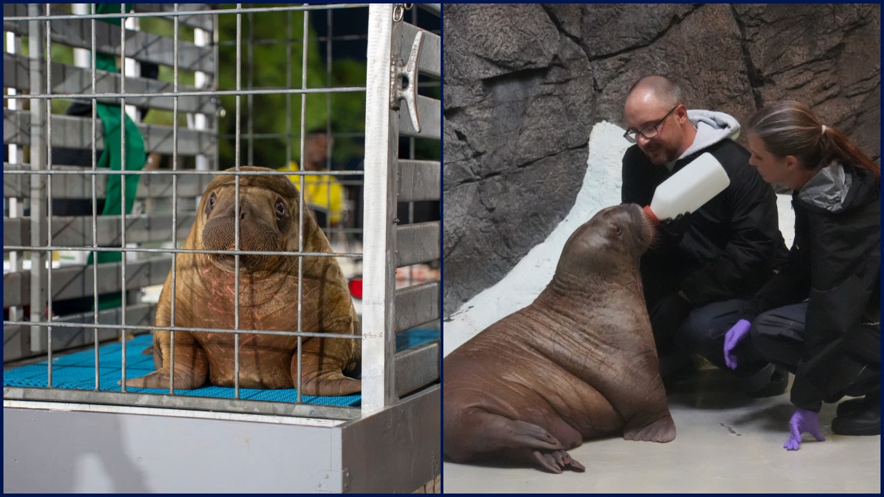 Orphaned baby walrus in Alaska flown 4,800 miles to new home in Florida