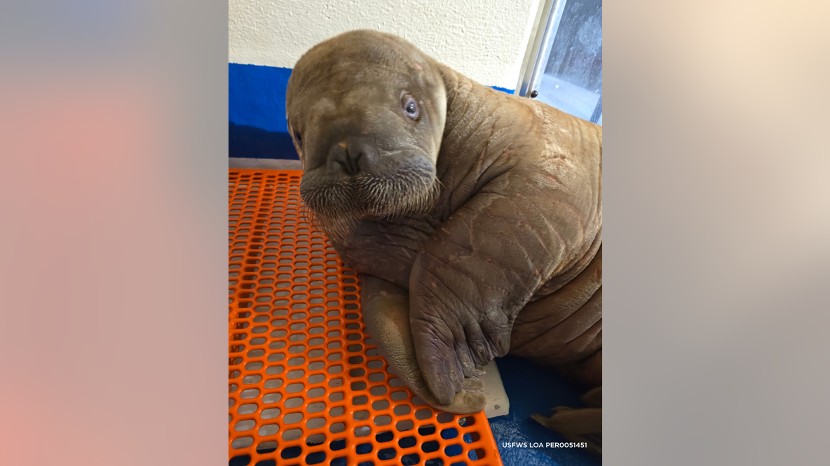 Orphaned baby walrus in Alaska flown 4,800 miles to new home in Florida