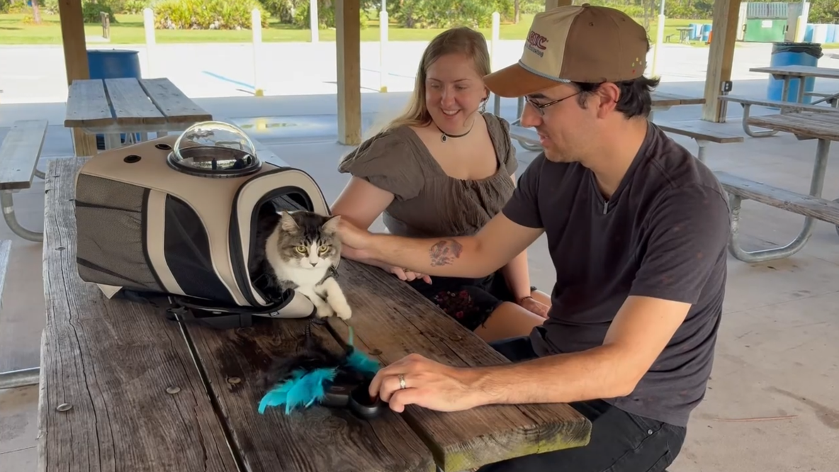 Kitten thrown into Brevard traffic finds forever family: ‘Want to make her happy’