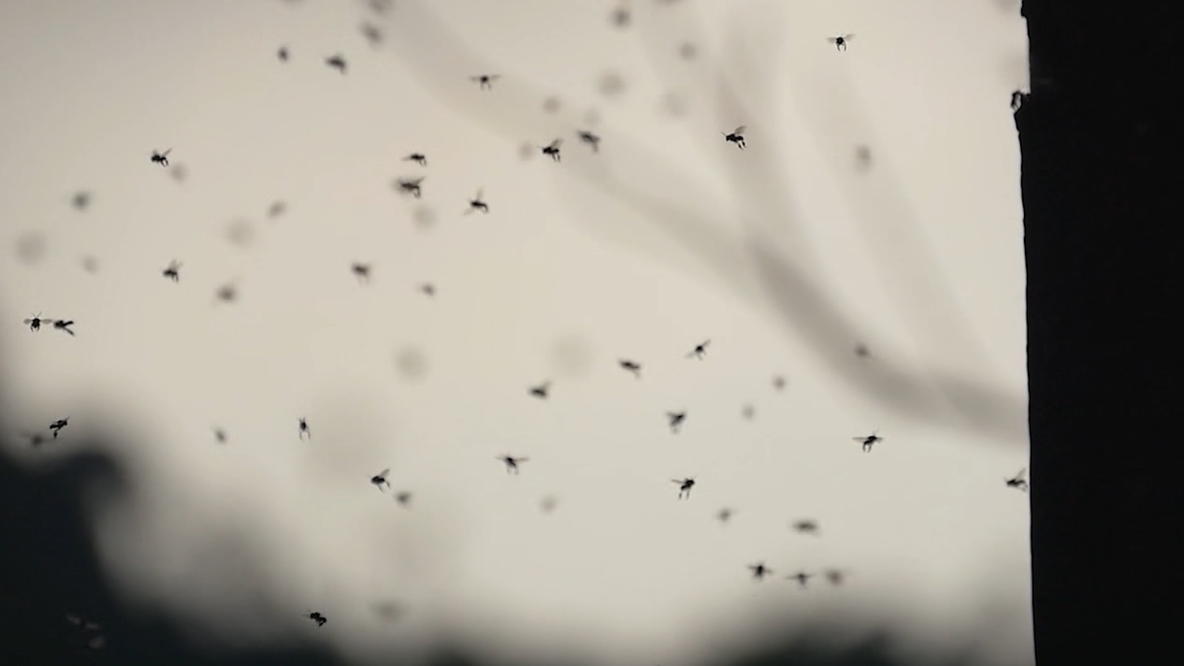 Dengue fever: 2 more cases reported in Orange County, bringing total to 5, officials say