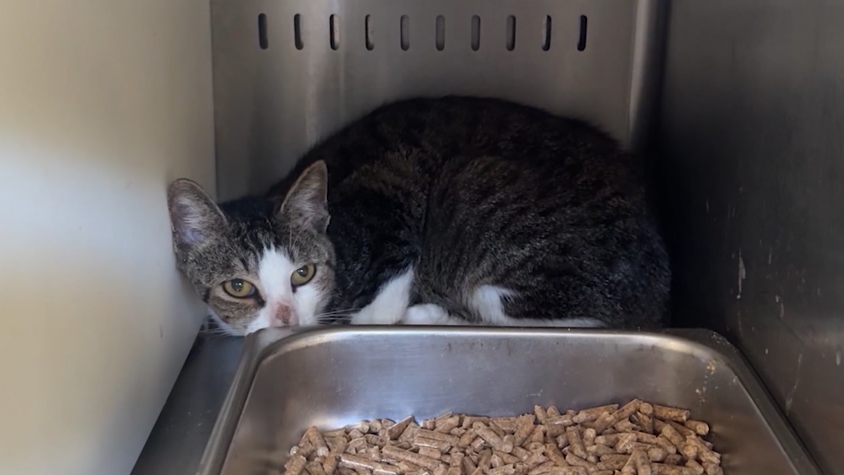 You can adopt a cat or dog for $5 at Orange County Animal Services. Here's how.