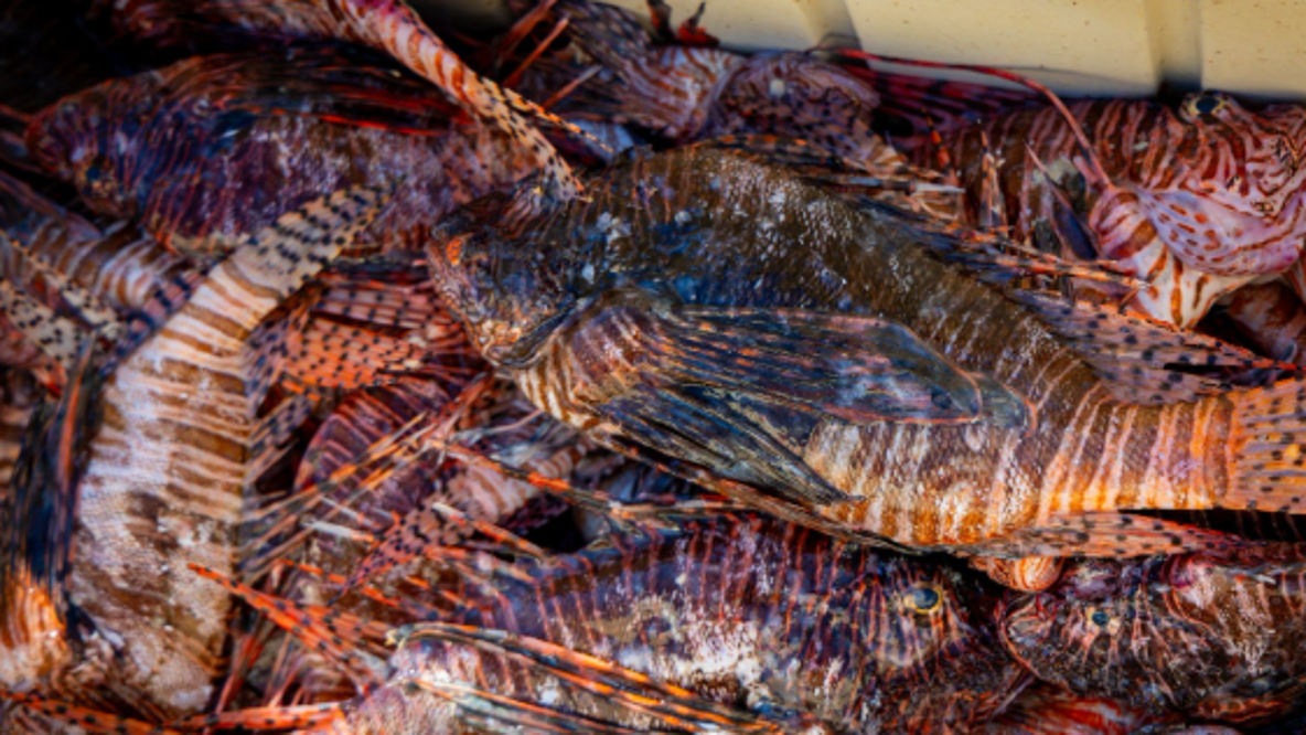 FWC: 36,000 invasive Lion fish removed during Florida's 2026 challenge