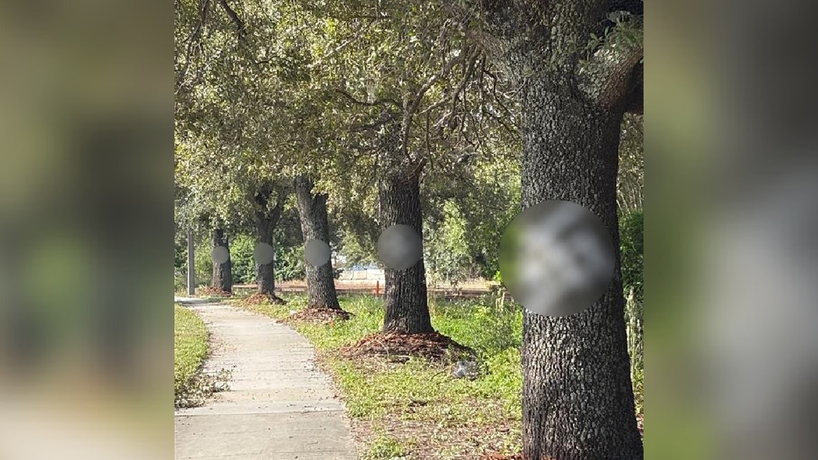 Hate symbols painted on trees near Orange County early voting site, officials say