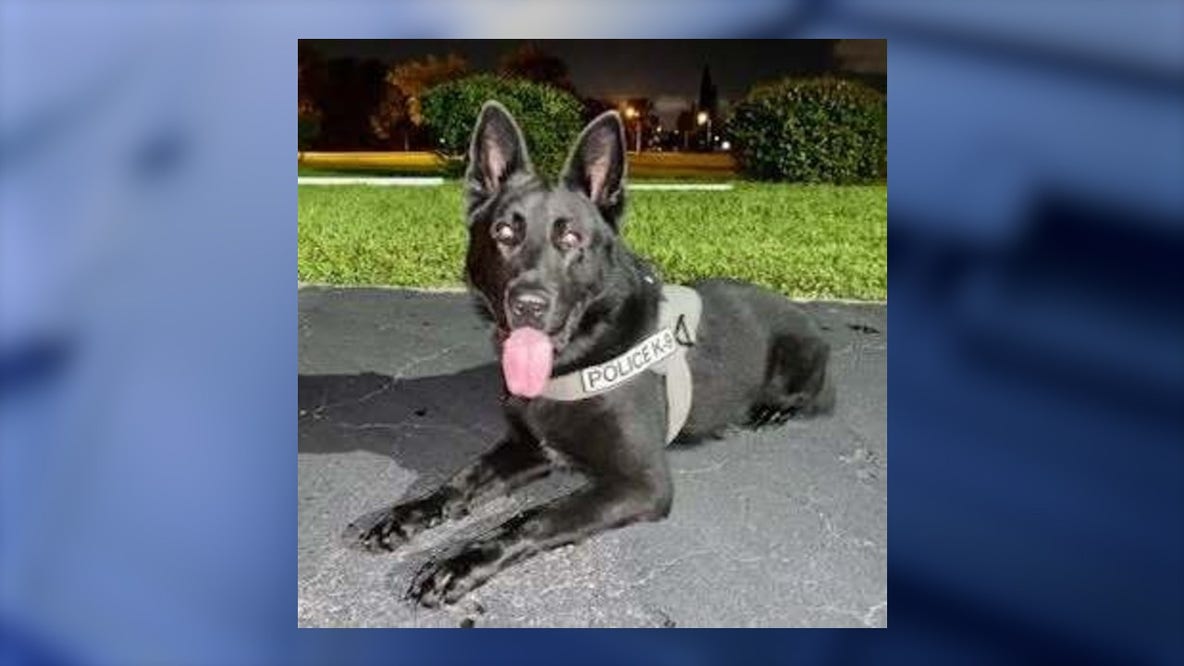 Retired Palm Bay police K-9 Kylo dies at age 9: 'You will be greatly missed'