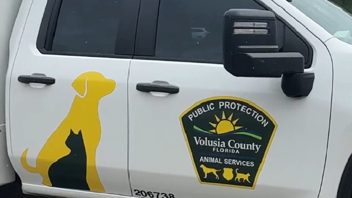 Volusia County Animal Shelter waives adoption fees to mark anniversary