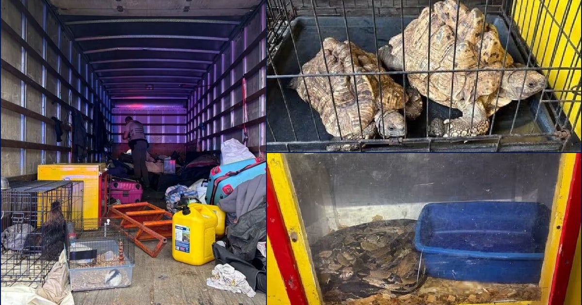 Exotic animals found abandoned in box truck; driver arrested, police ...