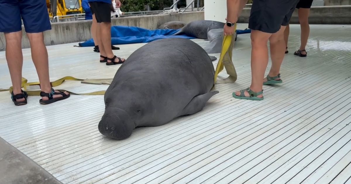 ‘Second chance': Amputee manatee recovers at SeaWorld Orlando after Titusville rescue