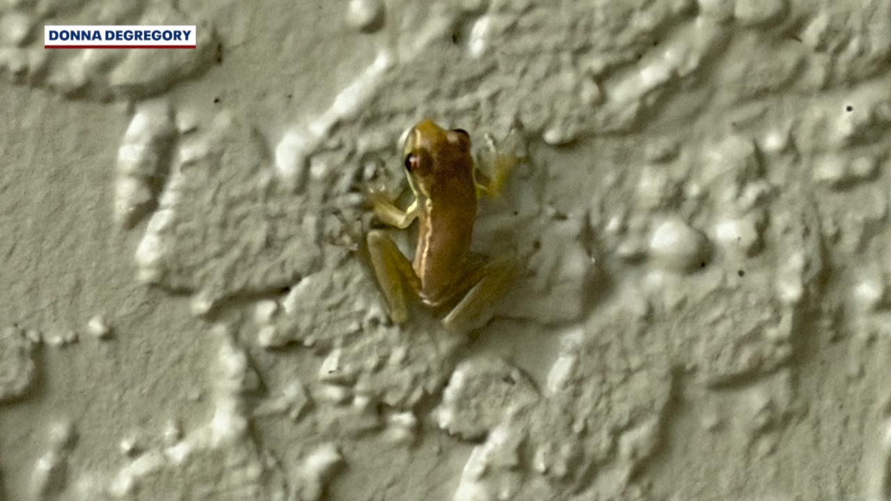 Dozens of suspected invasive Cuban treefrogs appear outside Orlando homes after days of rain