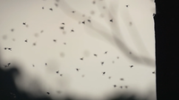 Dengue fever: 2 more cases reported in Orange County, bringing total to 5, officials say