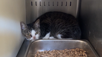 You can adopt a cat or dog for $5 at Orange County Animal Services. Here's how.