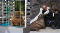 Orphaned baby walrus in Alaska flown 4,800 miles to new home in Florida