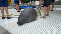 Manatee with lost flipper thriving at SeaWorld Orlando: 'A second chance'