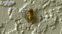 Dozens of suspected invasive Cuban treefrogs appear outside Orlando homes after days of rain