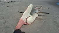 Dead hammerhead on Indian Harbour Beach points to alarming ocean trend