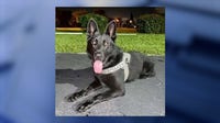 Retired Palm Bay police K-9 Kylo dies at age 9: 'You will be greatly missed'