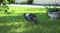 Peacocks spark neighborhood dispute over property damage in Casselberry