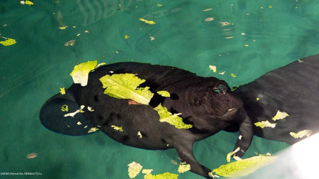 Young, rescued manatee to continue her rehab journey at EPCOT