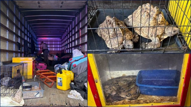 Exotic animals found abandoned in box truck; driver arrested, police say