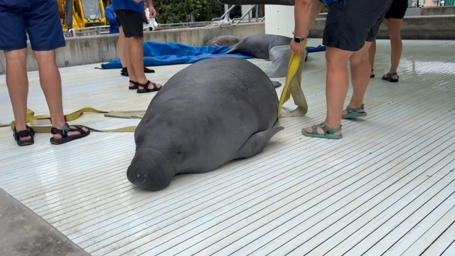 Manatee with lost flipper thriving at SeaWorld Orlando: 'A second chance'