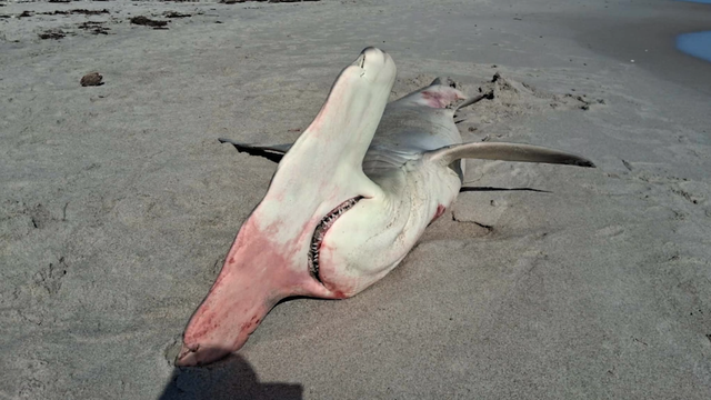 Dead hammerhead on Indian Harbour Beach points to alarming ocean trend