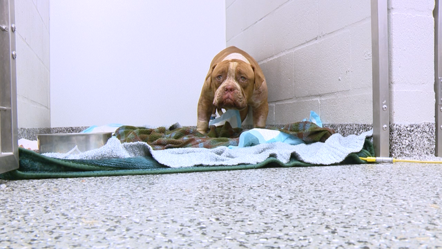 Veterinary clinic treating dog rescued from Seminole County house fire