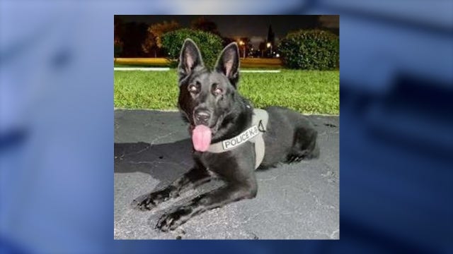 Retired Palm Bay police K-9 Kylo dies at age 9: 'You will be greatly missed'