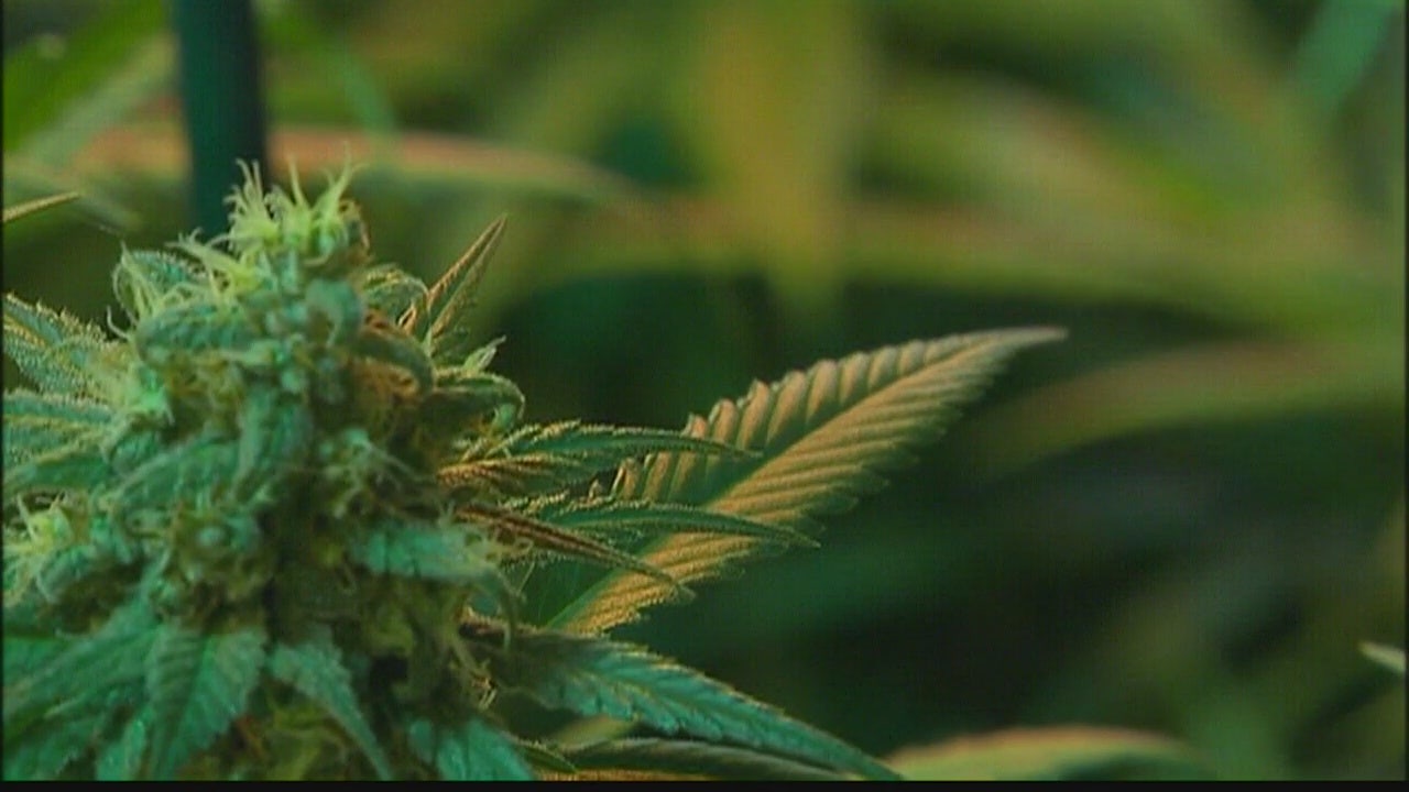 Texas hemp industry hopeful to continue operation amid pause on THC ban