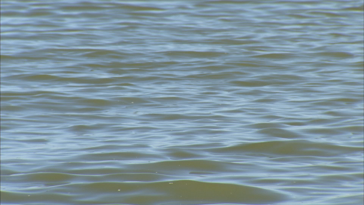 Man and dog drown in Denton pond