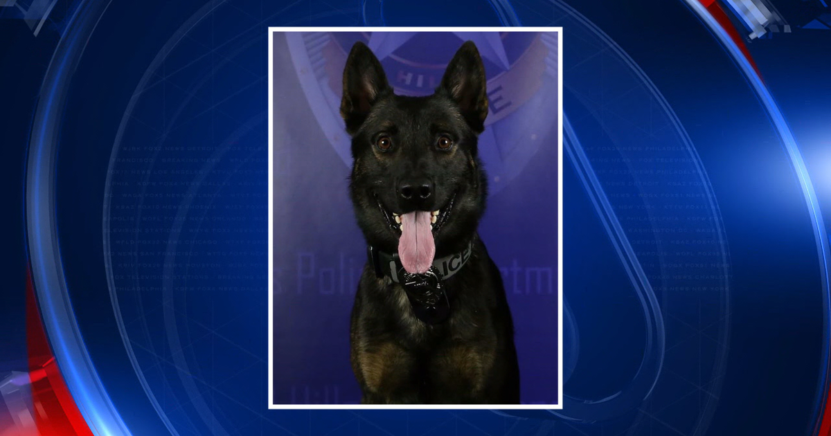 North Richland Hills police K-9 hurt in officer-involved shooting | FOX ...