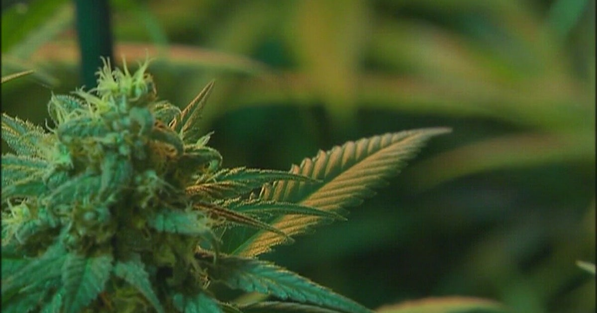Texas hemp industry hopeful to continue operation amid pause on THC ban