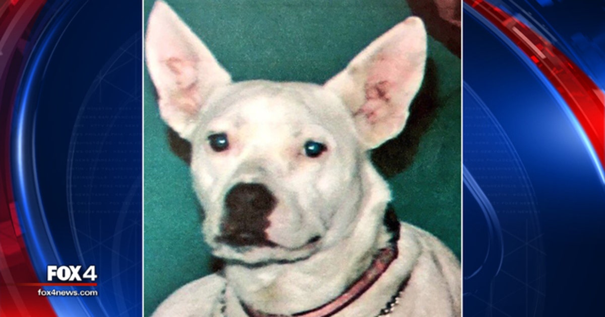 Fort Worth woman's dog missing after car theft | FOX 4 Dallas-Fort Worth