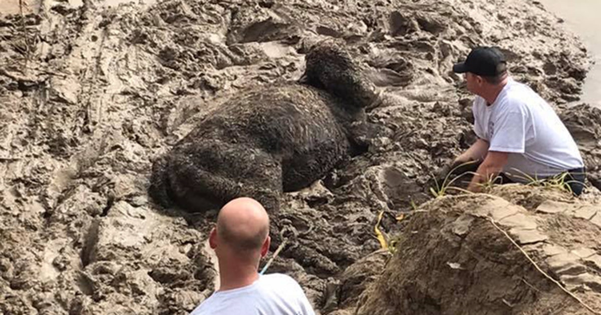 Fort Worth firefighters rescue cow stuck in mud | FOX 4 Dallas-Fort Worth