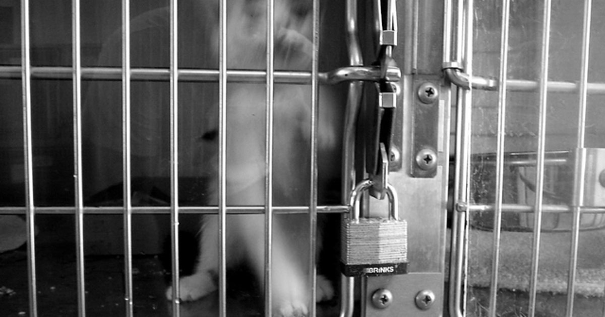 Denton animal shelter worker accused of killing kitten on last day of ...