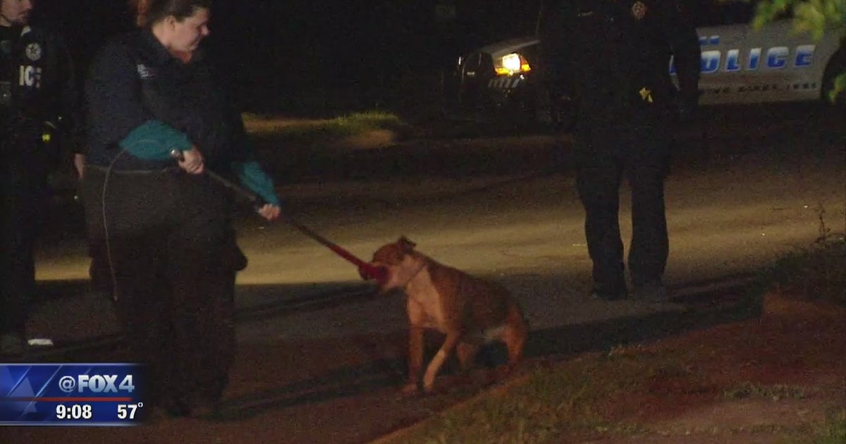 Dogs euthanized after attacking woman in South Dallas | FOX 4 Dallas ...