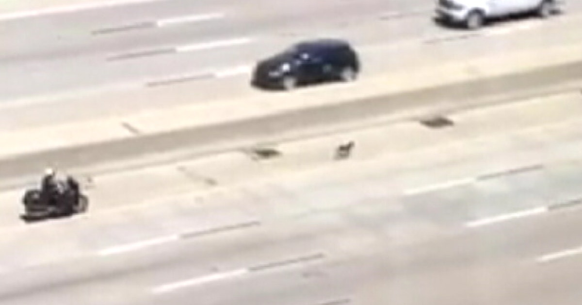 Fort Worth officer rescues dog from freeway | FOX 4 Dallas-Fort Worth