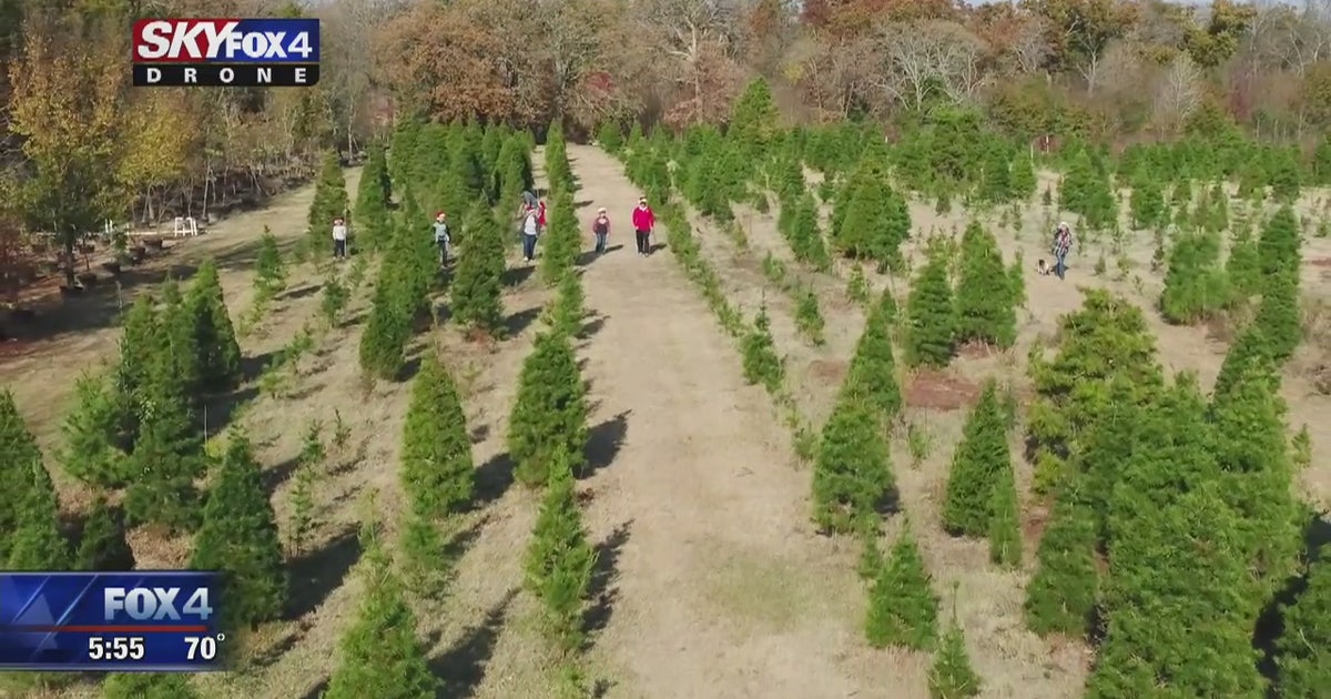 North Texas Christmas tree farm is a family matter | FOX 4 Dallas-Fort ...