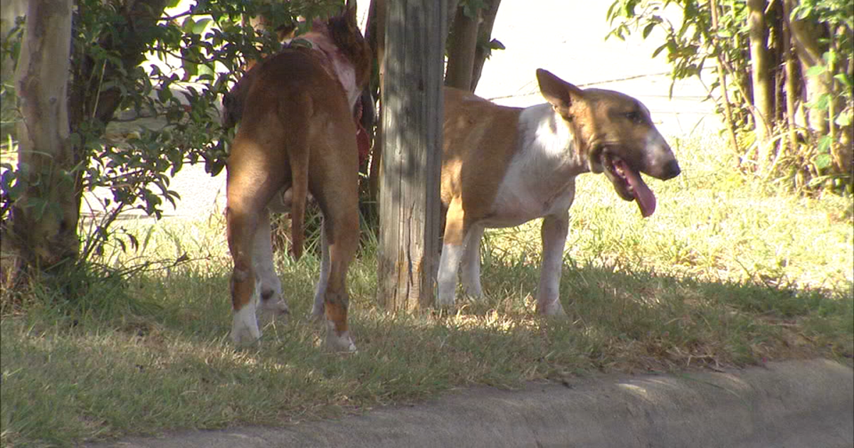 Woman hospitalized after Sunday dog attack in Dallas | FOX 4 Dallas ...