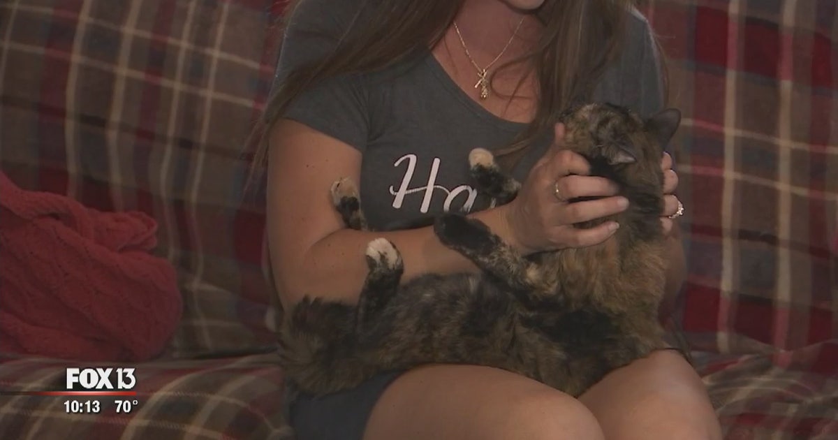 Missing cat reunited with owner 11 years later, thanks to microchip ...